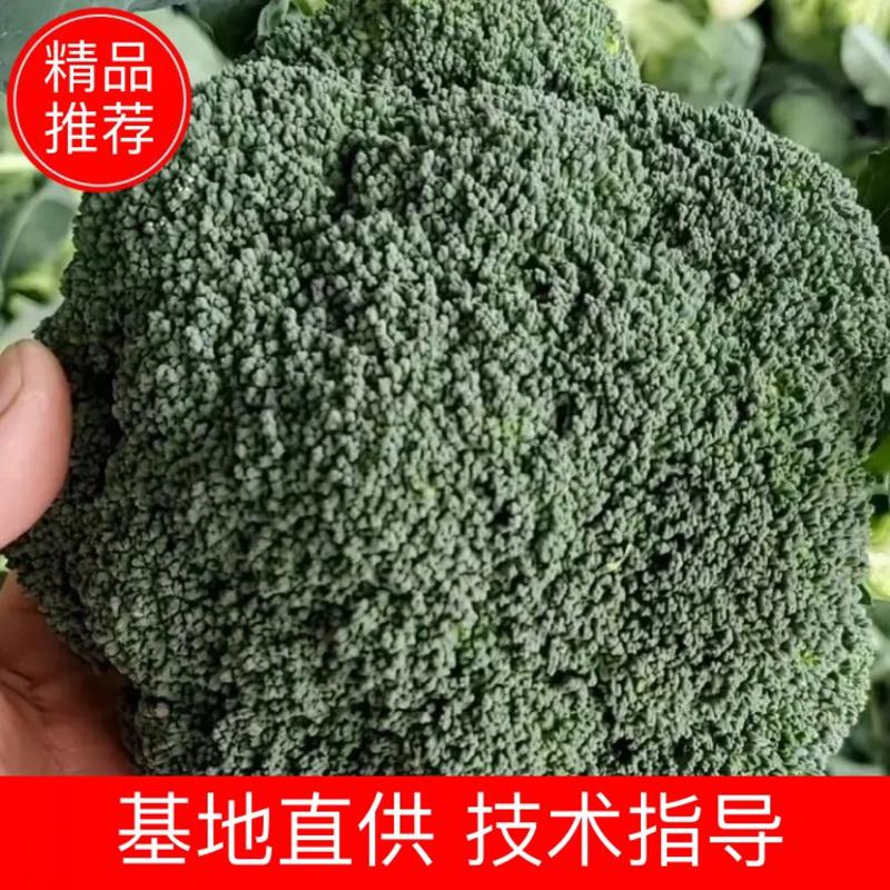【精品】西蓝花大量上市，万亩蔬菜基地发货，欢迎采购