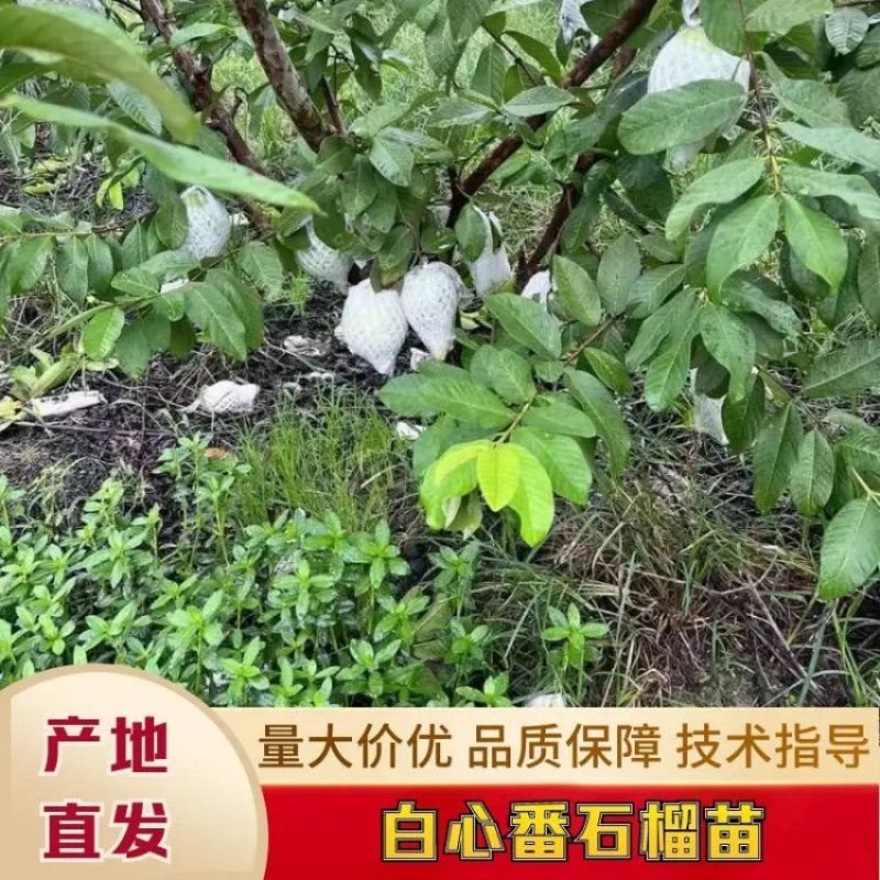 【精品】白心番石榴苗包成活包技术指导规格全25公分以上
