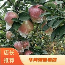 【苹果】陕西红富士苹果脆甜可口多汁水嫩规格齐全
