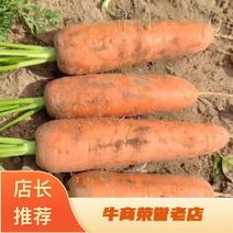 胡萝卜带泥先挖现发产地直供价格品质有欢迎采购