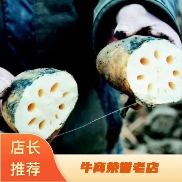 天津精品莲藕，白莲藕产地直发货优价廉全国供应量大