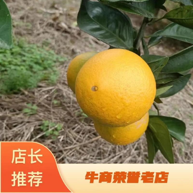 澧县优质荷尔脐橙，果面干净肉质嫩滑，大量供应可视频看货