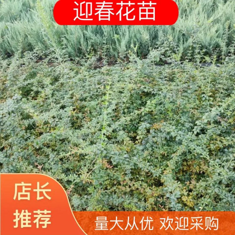 迎春花苗河南基地大量上市价格优惠一手货源质量保证