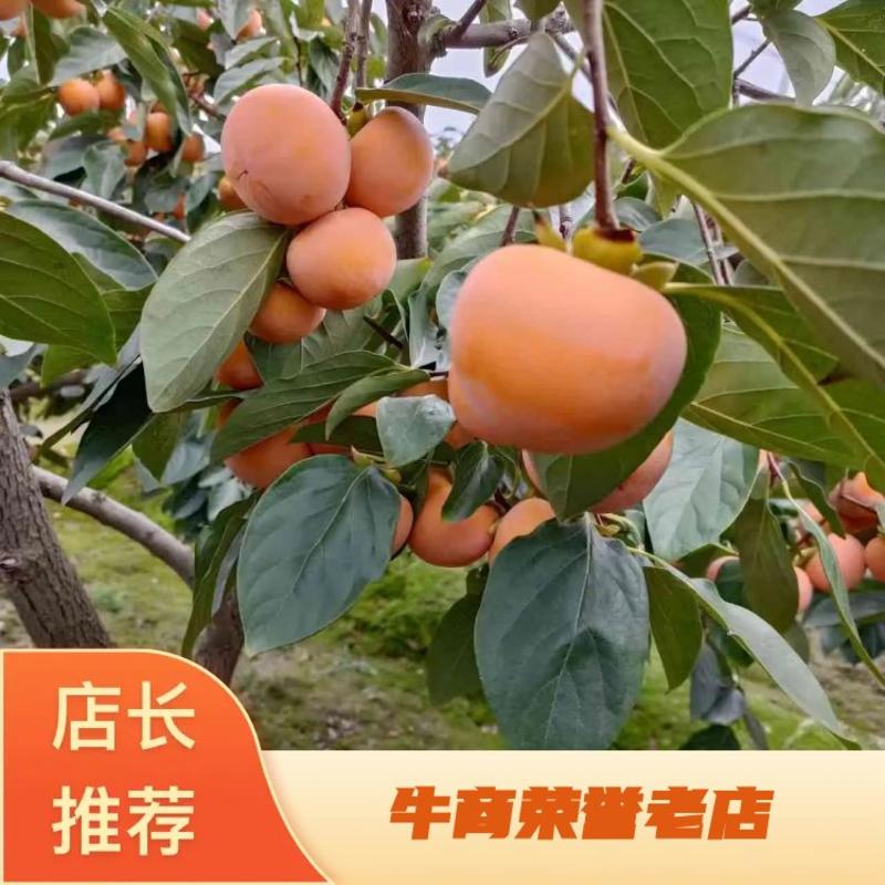 韩城火葫芦柿子种植基地大量有货欢迎老板电话联系
