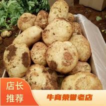 云南新鲜现挖土豆产地直销量大从优欢迎老板