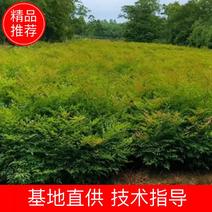 [热卖]江苏常州南天竹苗竹苗基地种植可实地考察