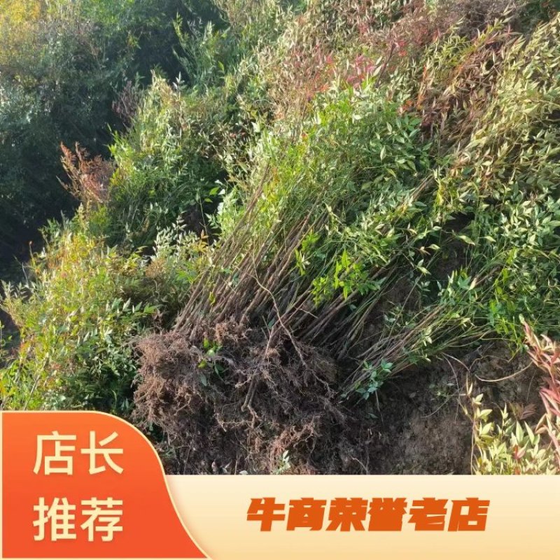 [推荐]江苏常州南天竹种苗基地种植可实地考察