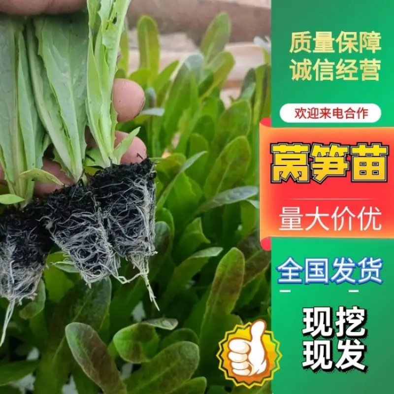 莴笋苗现苗现发基地直供整车发货8-20公分不带病害