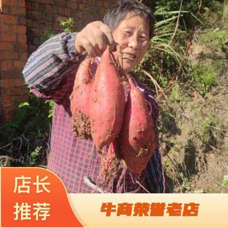 精品正宗烟薯25产地发货质量保证供超市欢迎咨询