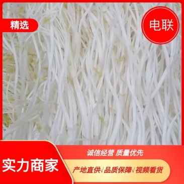 安徽优质芹芽，健康无公害，大量供应品质保障可视频看货