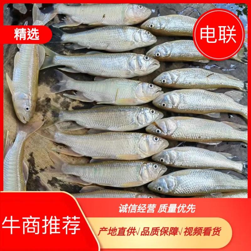 【马口鱼】广东韶关马口鱼质量保证产地直发精诚合作