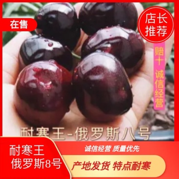 俄罗斯8号樱桃苗1年80cm以上，是一种抗寒品种