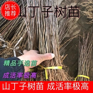 山丁子，石枣子，水秋子辽宁山丁子基地各种规格