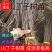 山丁子，石枣子，水秋子辽宁山丁子基地各种规格