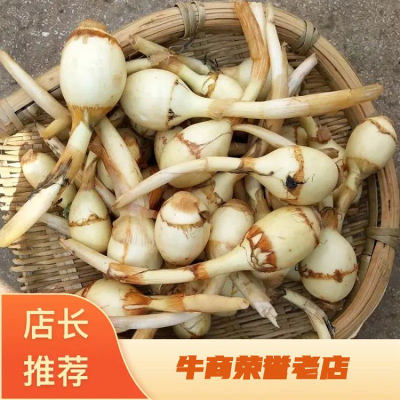 江苏慈姑质量保证，慈姑新鲜，货源充足，大中小齐全