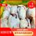 白条鸡杭州白条鸡厂家直供长期供应欢迎来电咨询