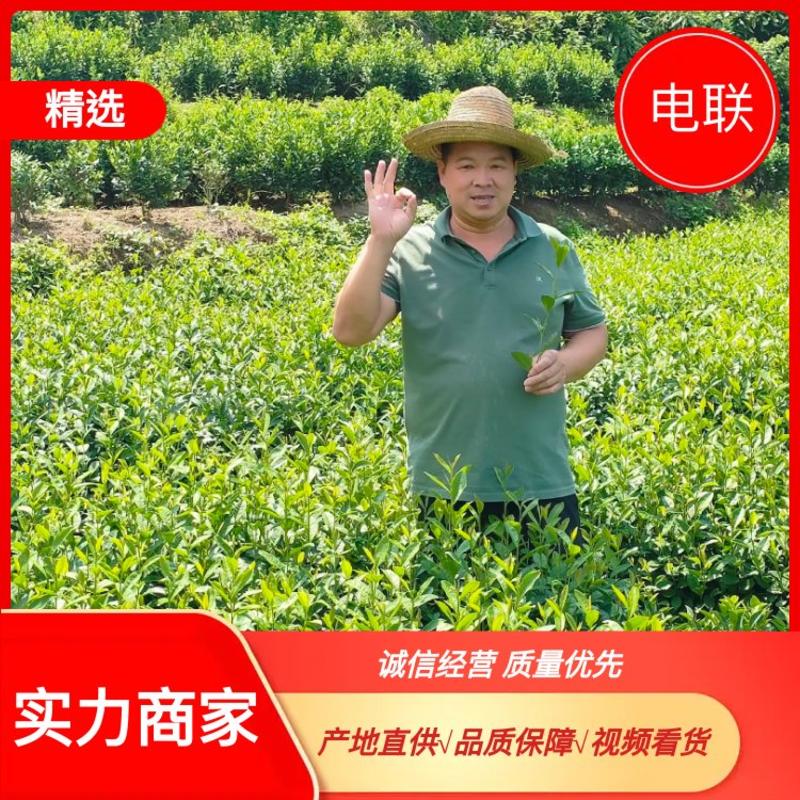 【推荐商家】六安瓜片茶茶农自产自销保质保量来电更优惠