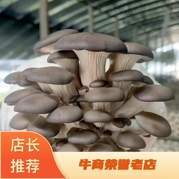 【精选】鲜平菇，黑平菇，基地直发，量大物美，对接全国市场