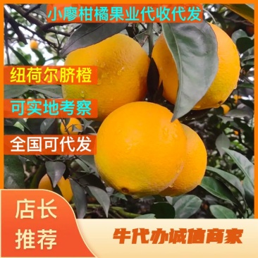 （大量上市中）纽荷尔脐橙，广西纽荷尔脐橙，接受预定可视频看货