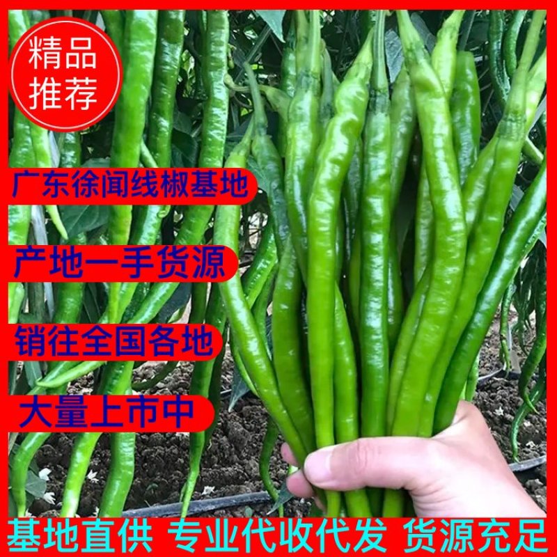 【靓货线椒】广东徐闻线椒，精品线椒出货中产地直供全国代发
