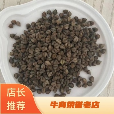 云南大凉山高海拔苦荞麦，品质保障产地供应，可视频看货