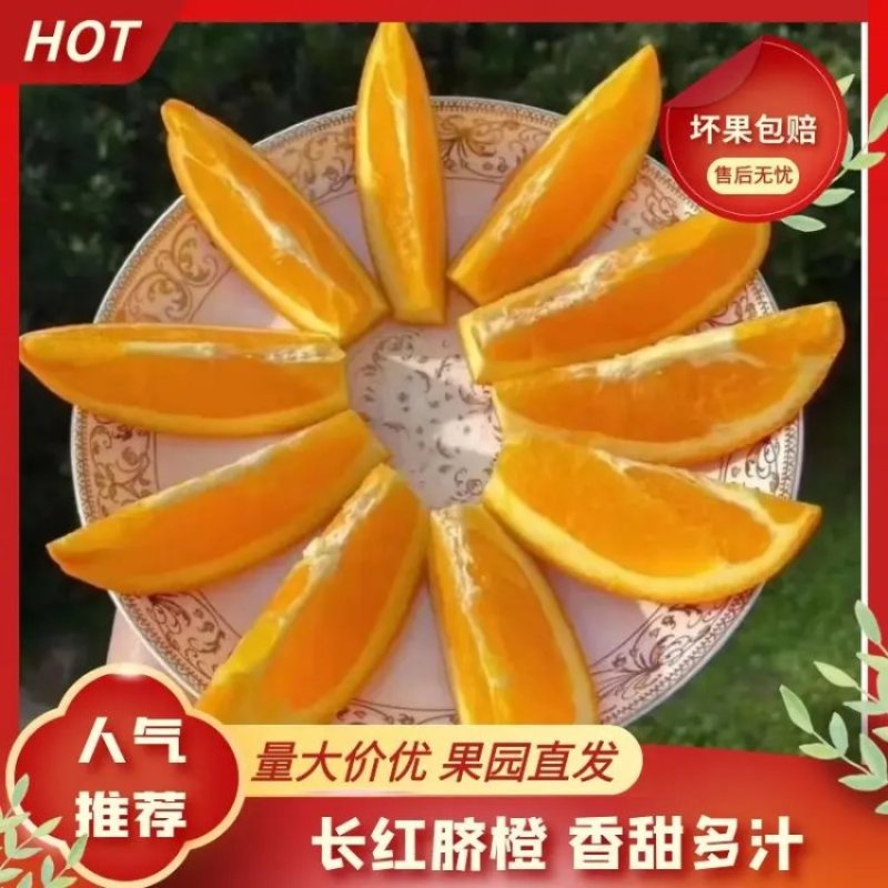 长红脐橙长虹脐橙果园直发视频看货实地考察规格齐全支持代发