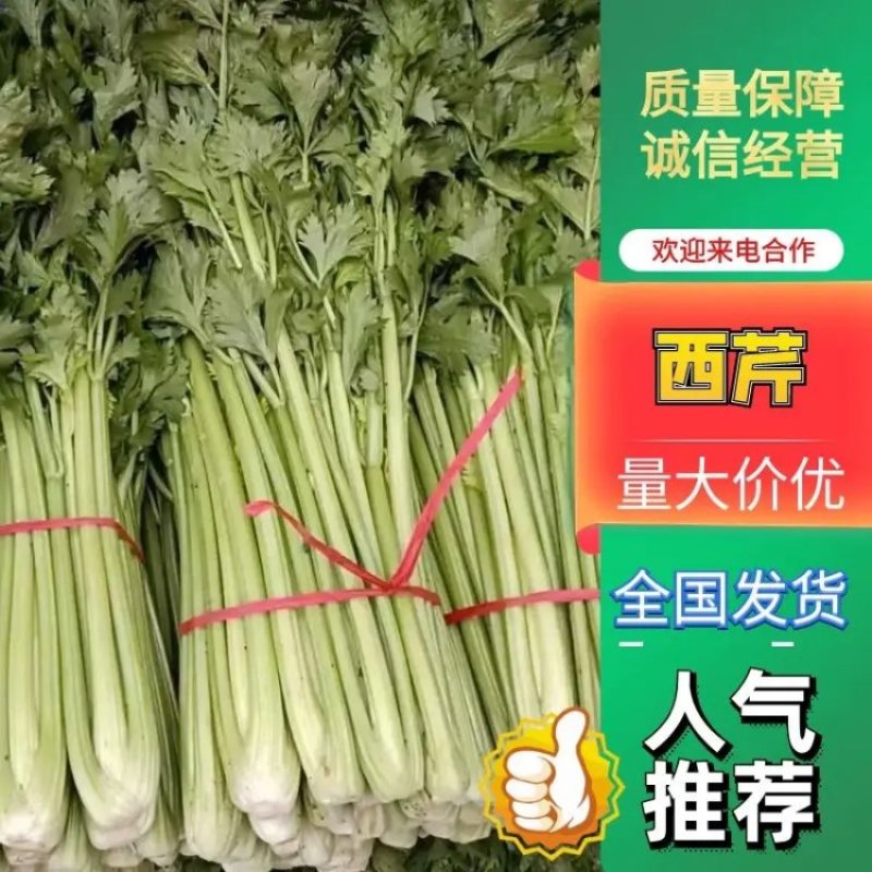 精品西芹安阳滑县农户直发价格优惠电话咨询进店选购