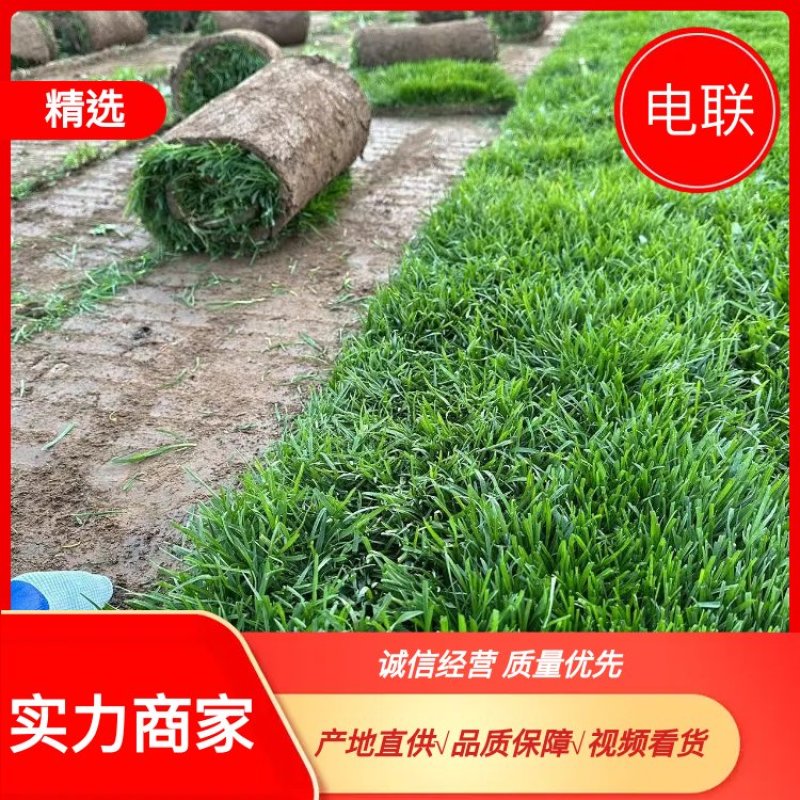 四季青草坪，价格美丽品质保障大量供应，可视频看货