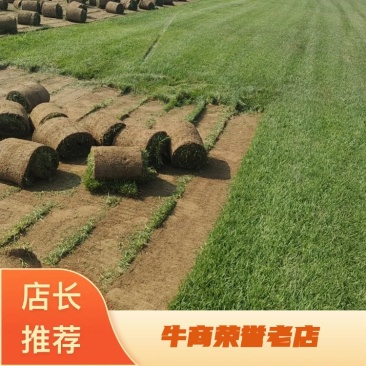 马尼拉冷季型草坪，基地直供品质保障，期待合作！可视频看货