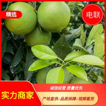 云南冰糖橙工厂果榨果汁专用价格便宜量大便宜至几毛钱一斤