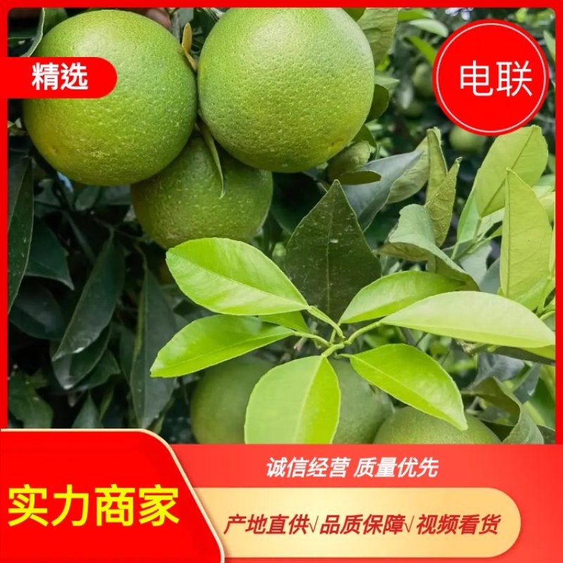 云南冰糖橙工厂果榨果汁专用价格便宜量大便宜至几毛钱一斤