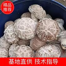 河南封丘精品鲜香菇大量供货可视频新鲜采摘欢迎咨询