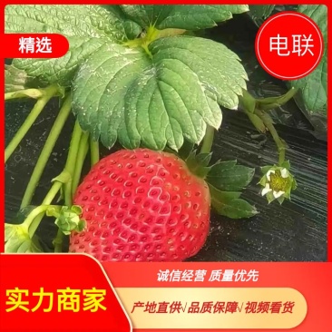 河南优质奶油草莓，口感甜美基地直发品质保障，可视频看货