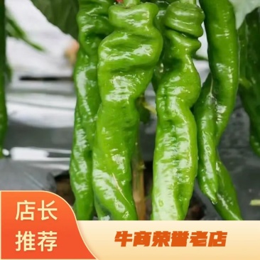 【下】螺丝椒味道佳种植基地量大从优欢迎老板电话联系