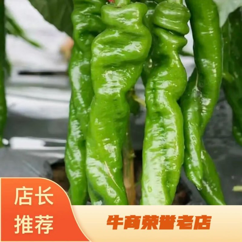 【下】螺丝椒味道佳种植基地量大从优欢迎老板电话联系