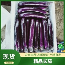 精品长茄，基地直发，供应充足，物优价廉，欢迎老板考察采购