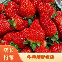 精品天仙醉草莓对接超市一件全国发货酸甜可口