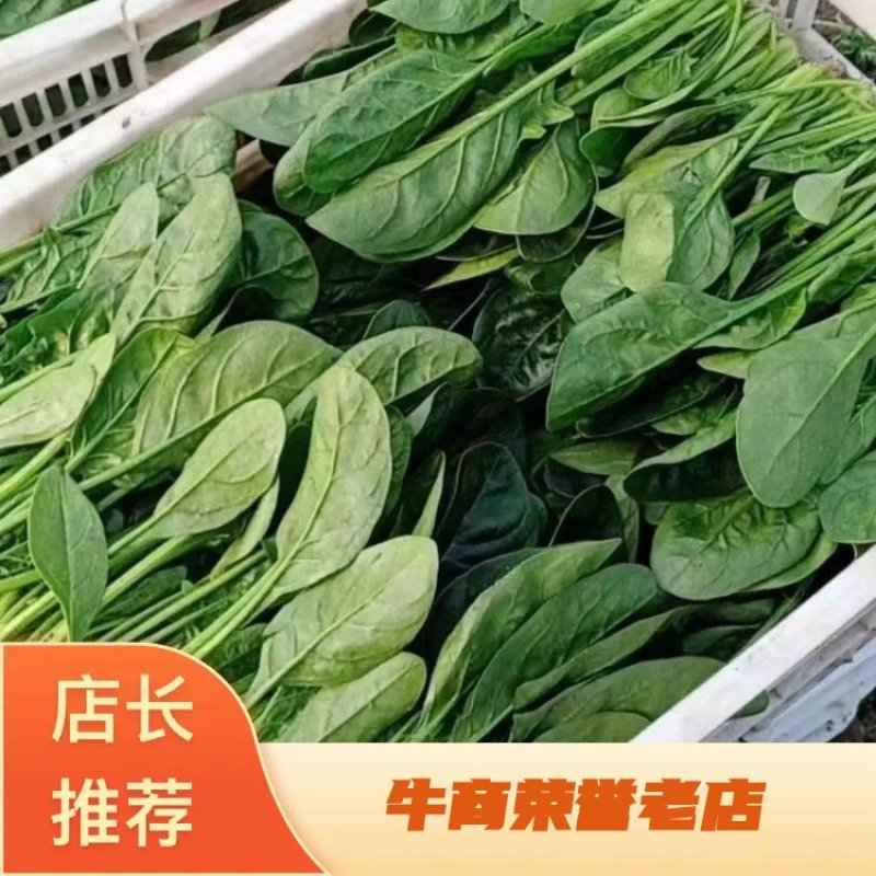 精品菠菜南通菠菜量大从优产地发货欢迎全国老板考察