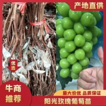 山东青岛平度阳光玫瑰葡萄苗晴王葡萄苗扦插苗嫁接苗