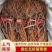 【推荐】山东青岛平度优质深红无籽葡萄苗基地发货有保障