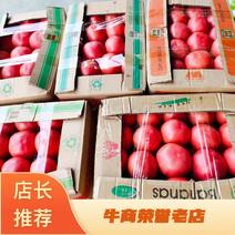 【热卖】新乐市硬粉西红柿大量上市产地直发一件