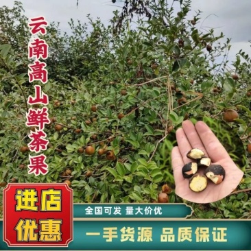 云南高山鲜茶果百年老树山茶果农户自种直销无差价来电