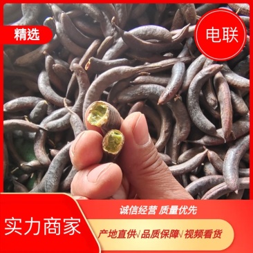 优质野生猪牙皂角，新货无硫自然晾晒量大可优惠可视频