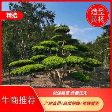 【造型黄杨】崇明小叶瓜子造型黄杨规格齐全电联沟通