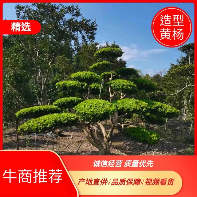 【造型黄杨】崇明小叶瓜子造型黄杨规格齐全电联沟通