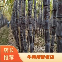 湖南甘蔗基地种植黑皮黄皮量大优惠汁水丰富甜度高欢迎采购