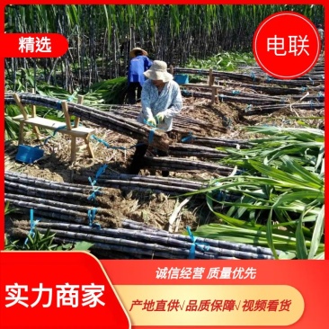 正宗广西黑皮甘蔗基地种植量大甜度高治水多欢迎采购