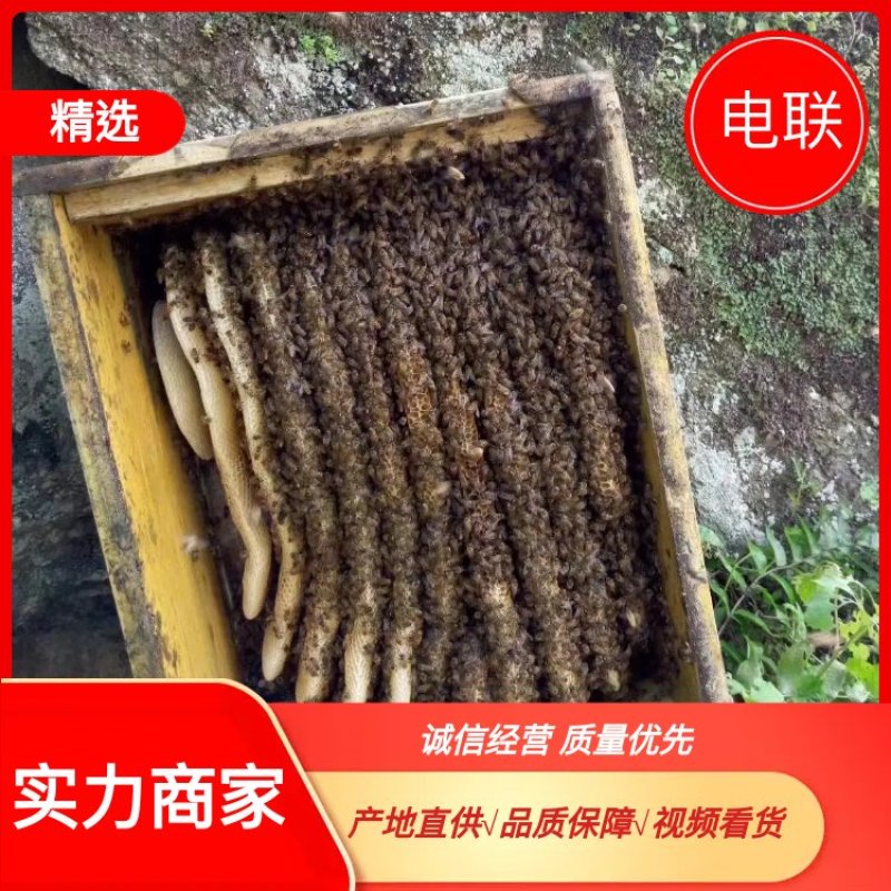 陕西秦岭深山土蜂蜜，现场采摘品质保障可视频看货