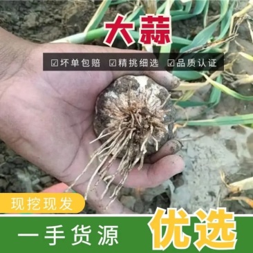【精品红蒜】山东聊城莘县大蒜物美价廉！电商美团优选商品哦！