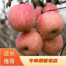 灵宝红富士苹果种植基地品质保证一件代发欢迎下单
